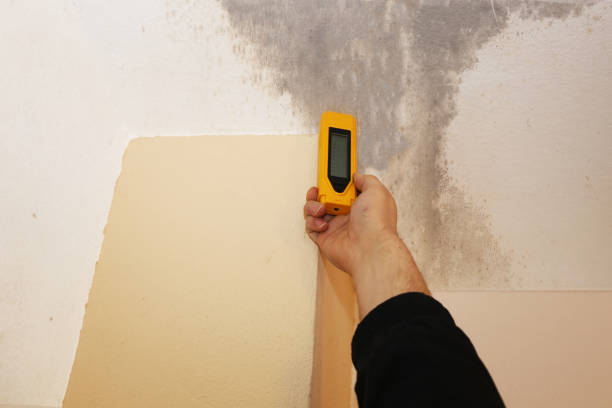 Best Water Damage & Mold Remediation  in Midfield, AL