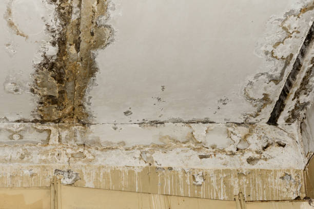 Best Basement Mold Removal  in Midfield, AL