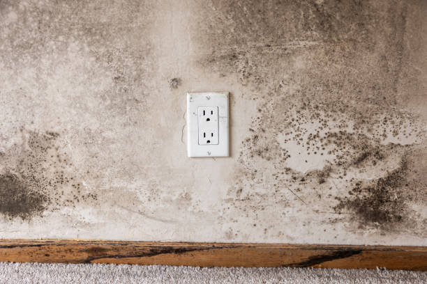 Best Mold Damage Restoration  in Midfield, AL