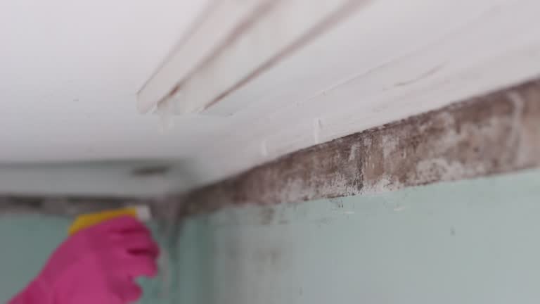 Best Black Mold Removal  in Midfield, AL