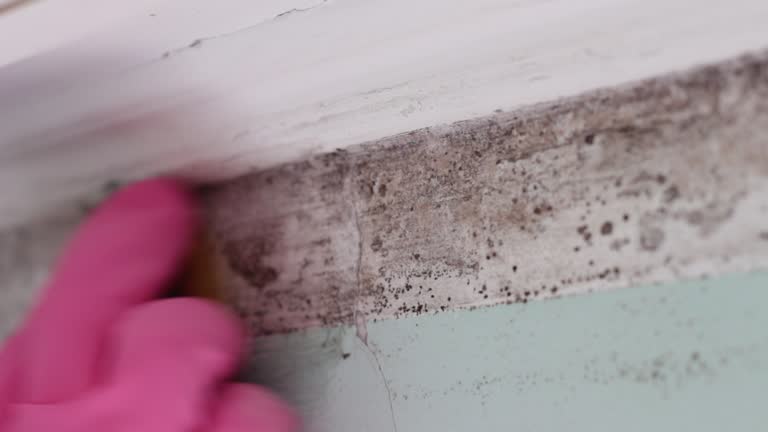 Midfield, AL Mold Removal Company
